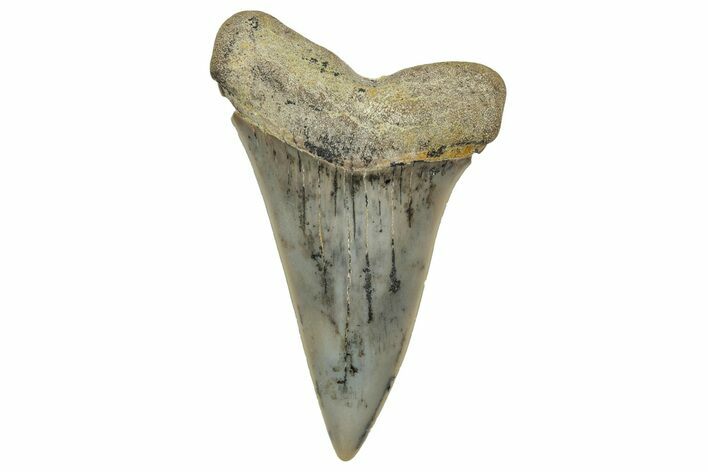 Colorful, Fossil Broad-Tooth Mako Shark Tooth - Bakersfield, CA #351447
